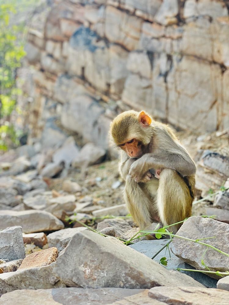 Photograph by Mahaveer singh Mahi