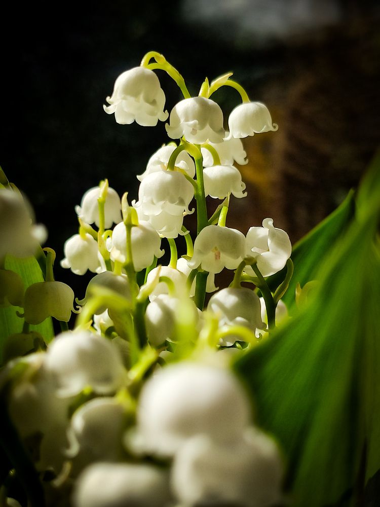 Маленький дачный букетик ландышей