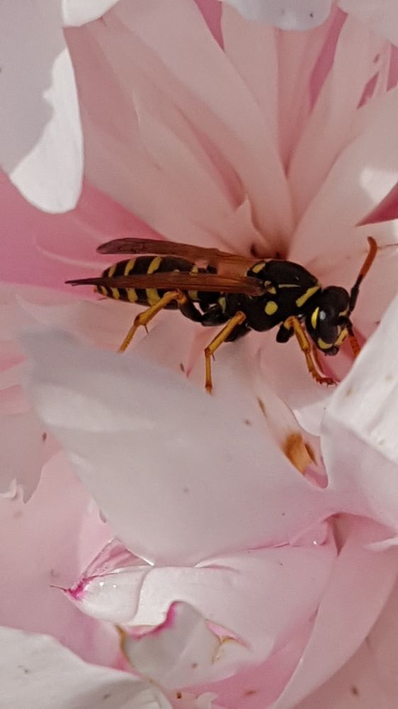 Photograph by Marijana Dragosavljevic