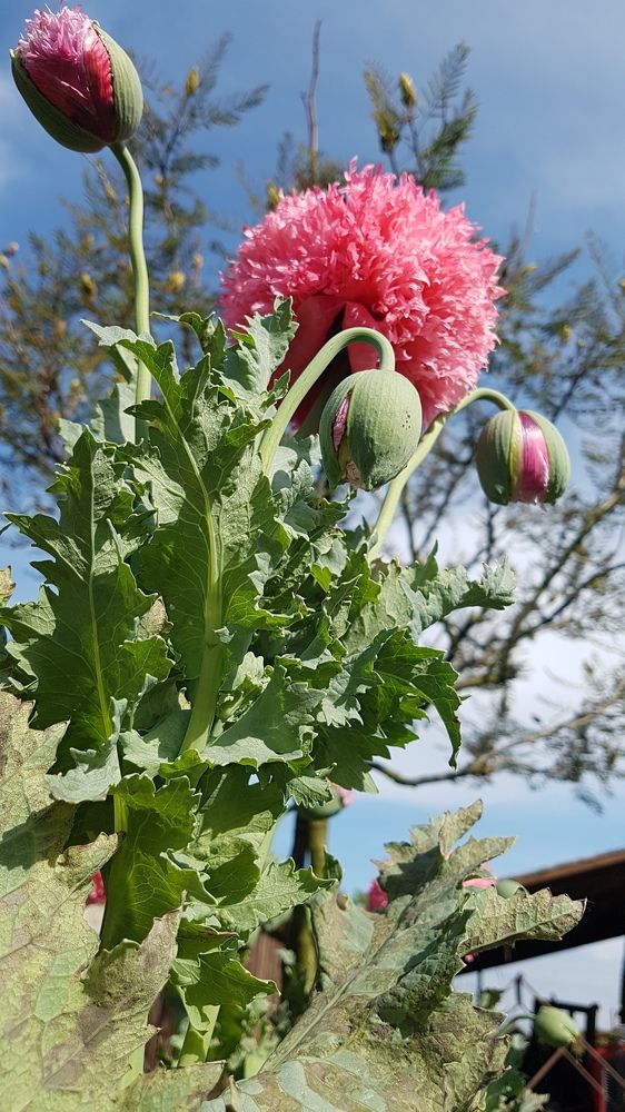 Photograph by Marijana Dragosavljevic