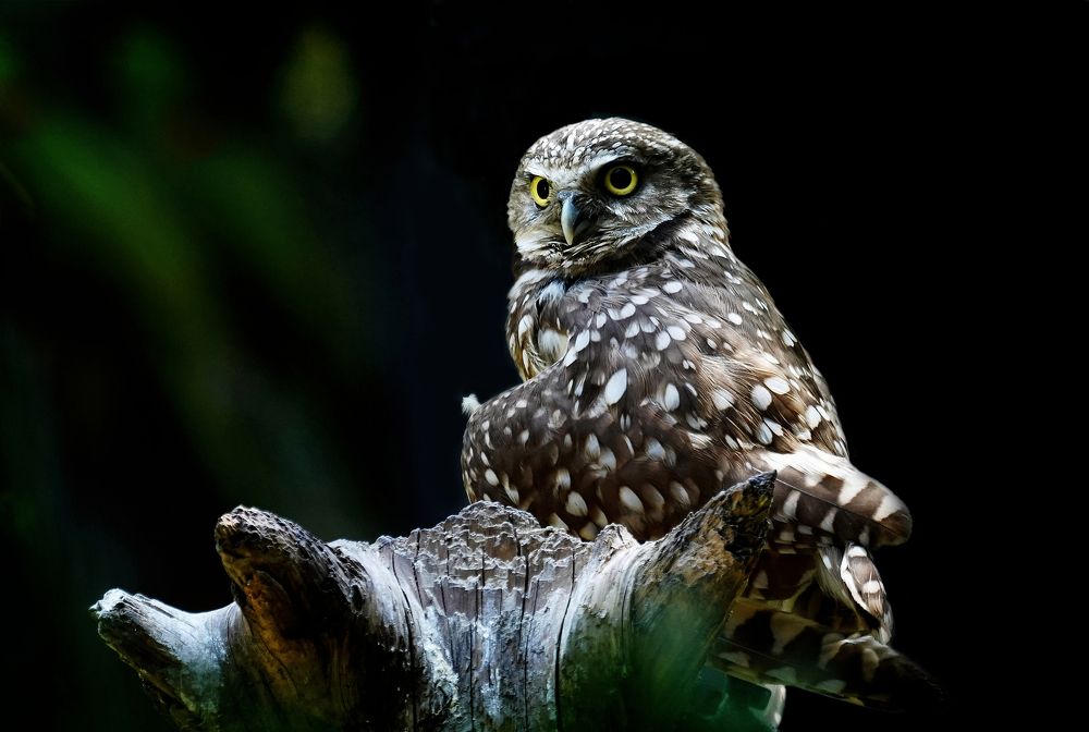 Photograph by Raed Victor Saad