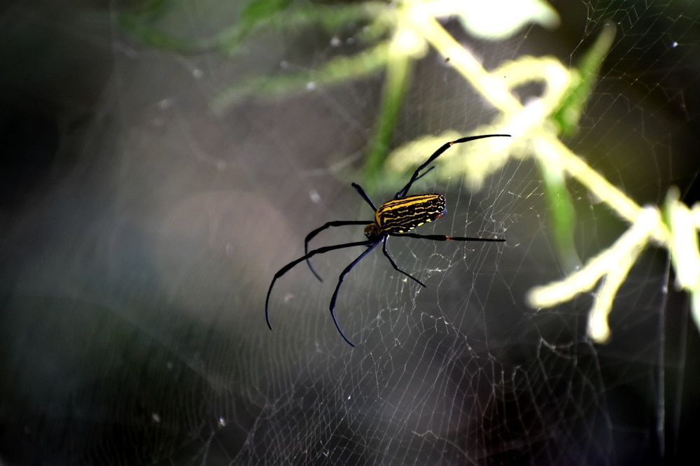 Nephila pilipes