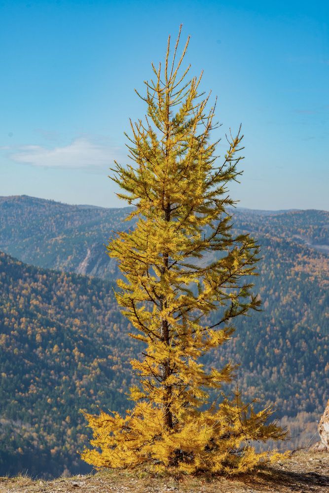 Фотография автора Григорий Червяков