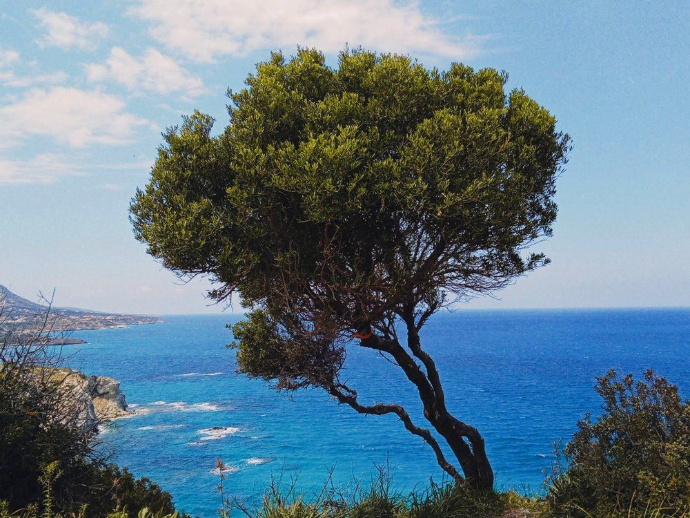 Photograph by Dilara C