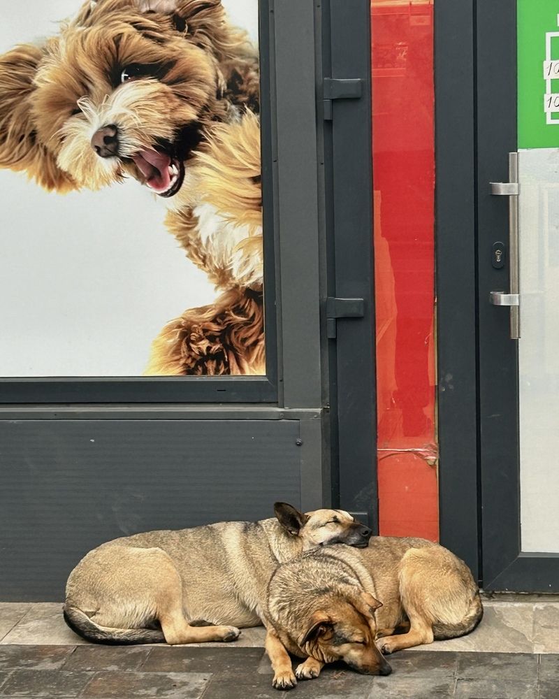 Фотография автора Ирина Якущенко