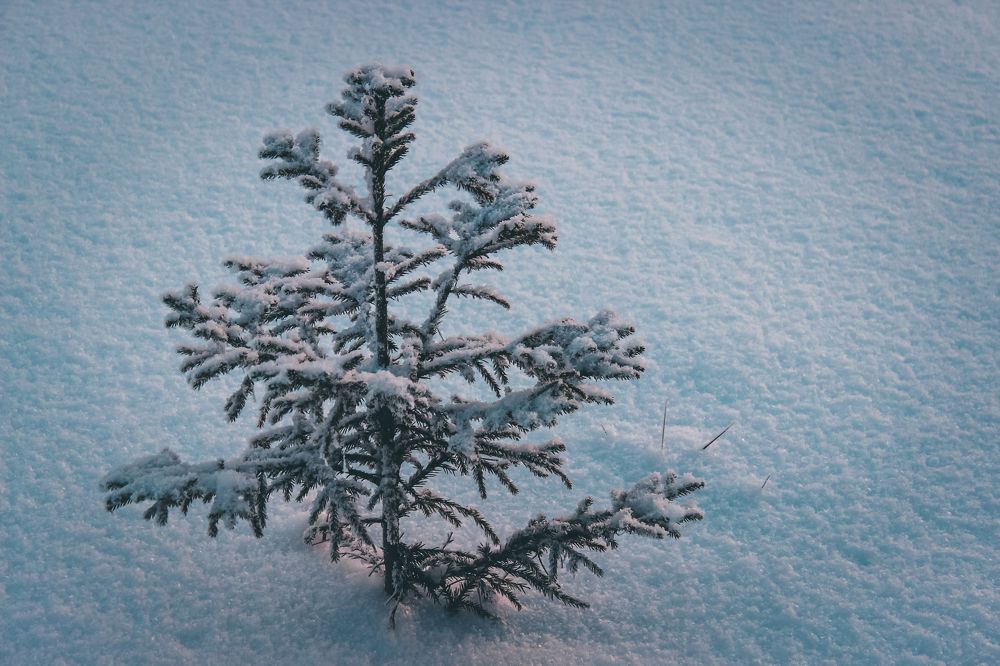 Photograph by Ольга Ситникова