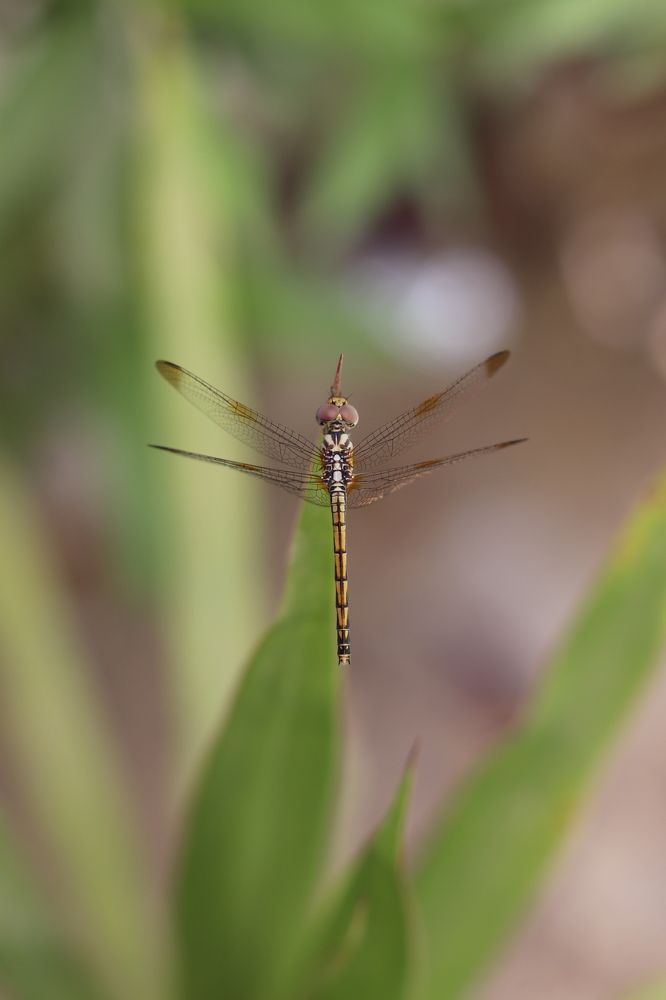 Dragonfly