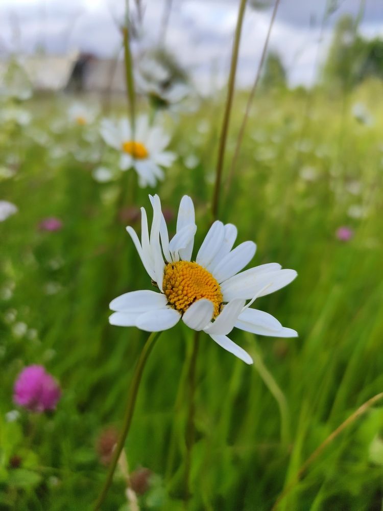 Ромашки с Родины.
