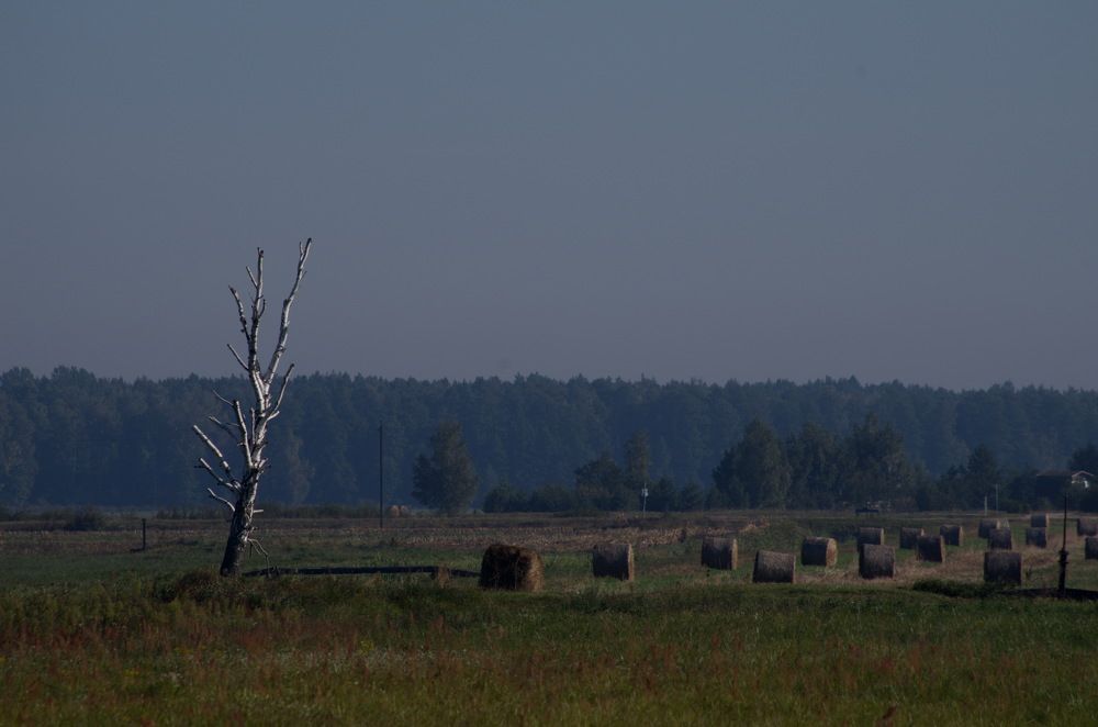 Одинокая береза