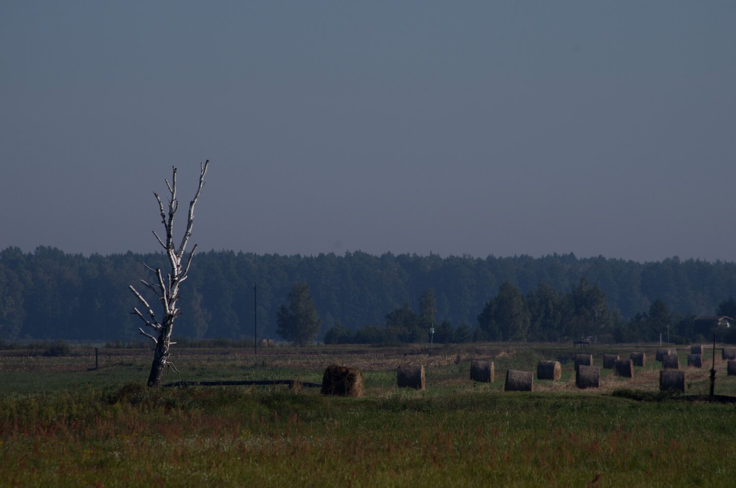 Одинокая береза