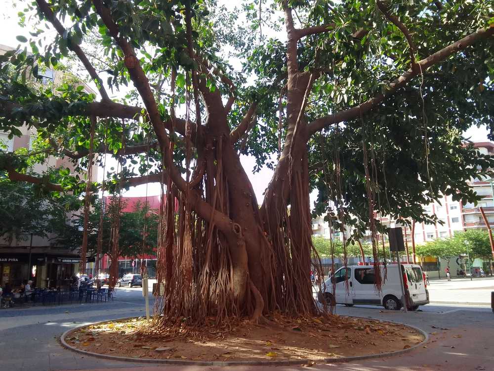 Фикус каучуконосный