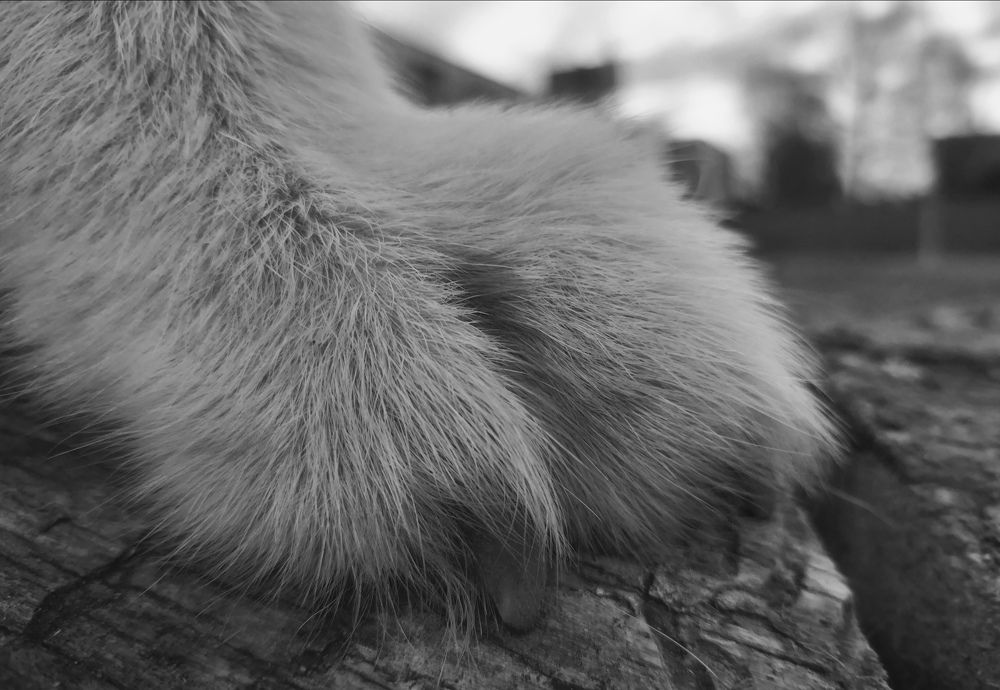 Photograph by Елена Наленч