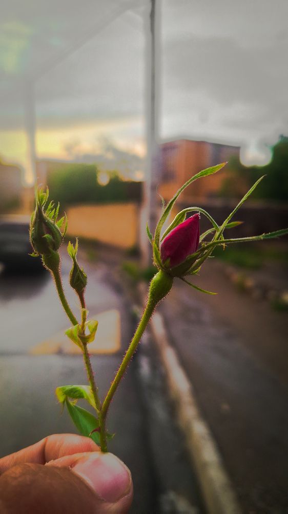 Photograph by Shayan Shayani