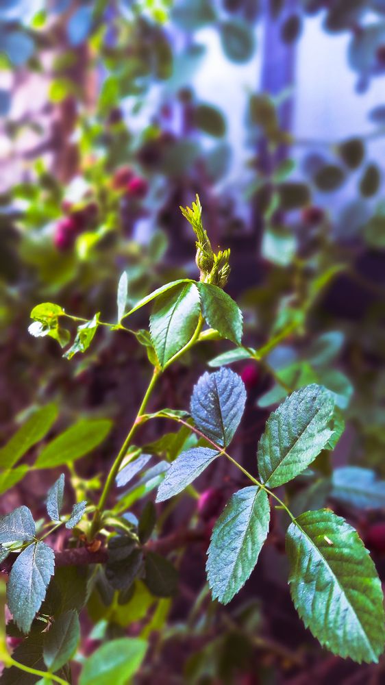 Photograph by Shayan Shayani