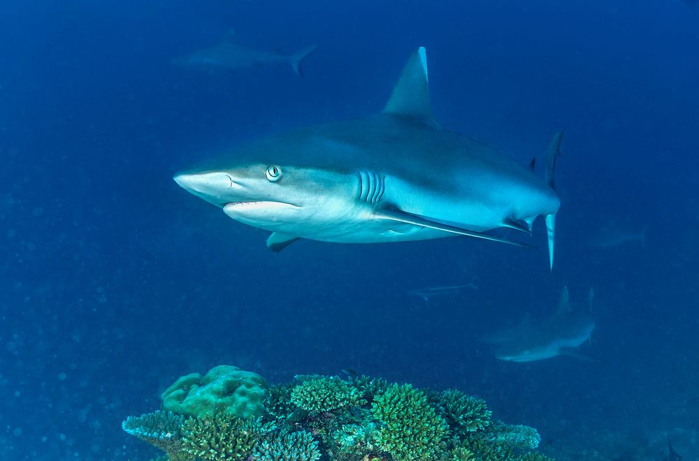 Photograph by Валерий Одинцов