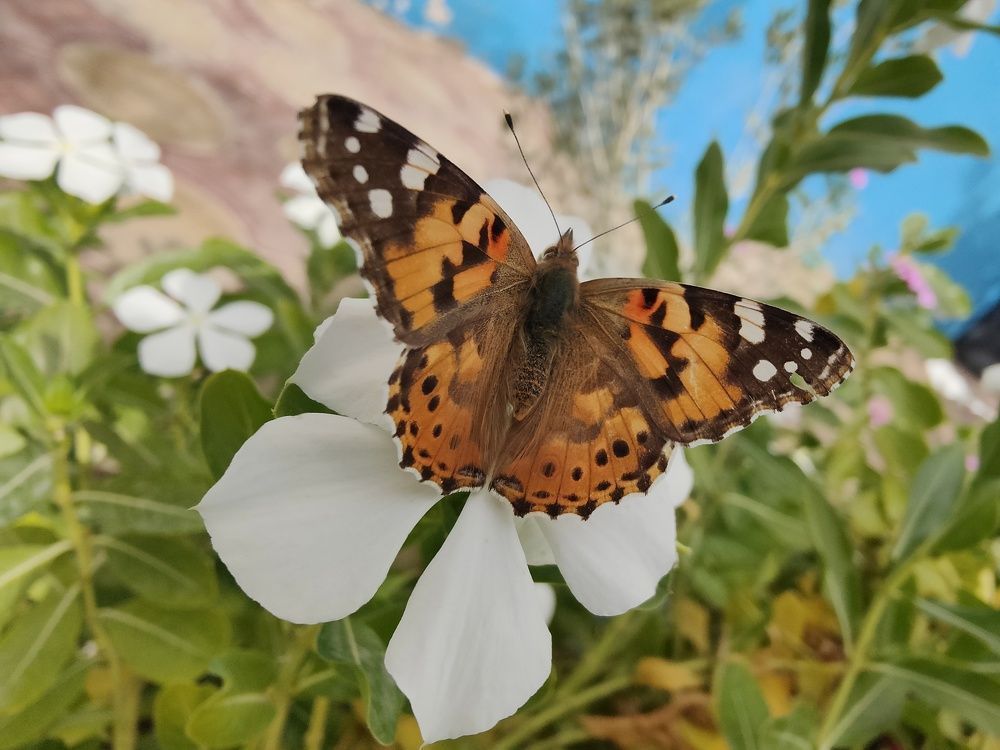 Фотография автора zakaria ahmad