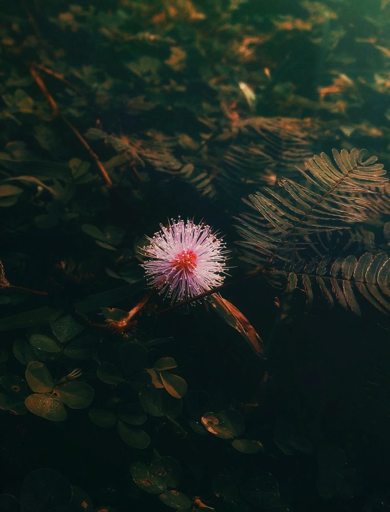 Photograph by Dewindu H. Fernando