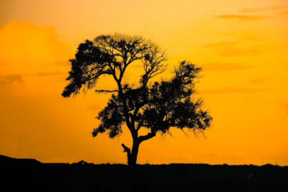 Photograph by Dewindu H. Fernando