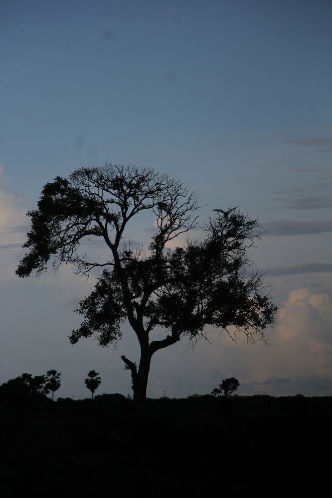 Photograph by Dewindu H. Fernando