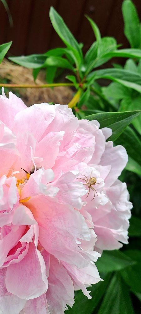 Photograph by Александра