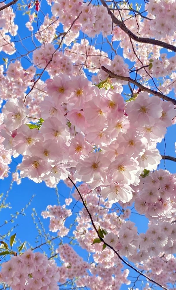 Цветение сакуры