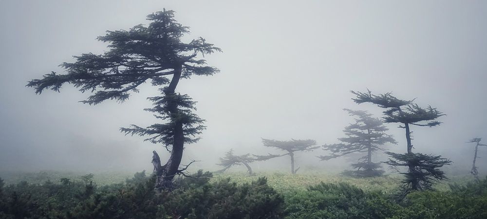 Photograph by Elena Levi