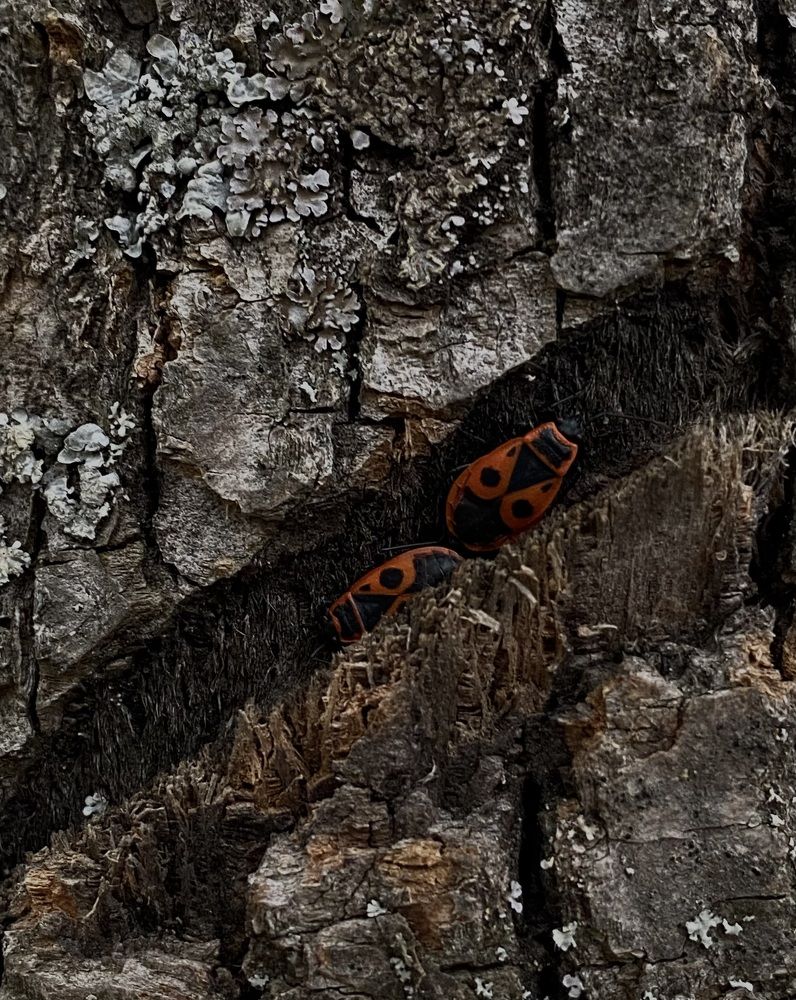 Photograph by Елена Сычикова