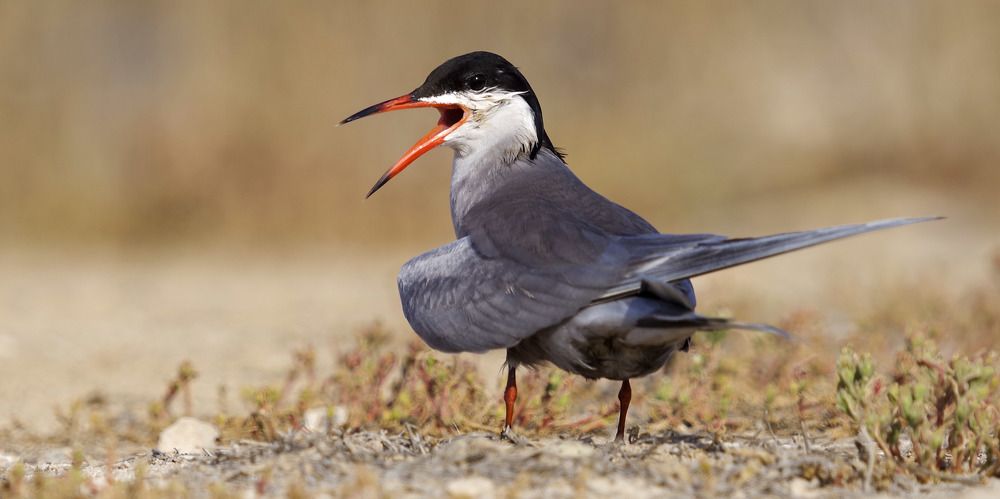 Photograph by Ahmad Alshawaf