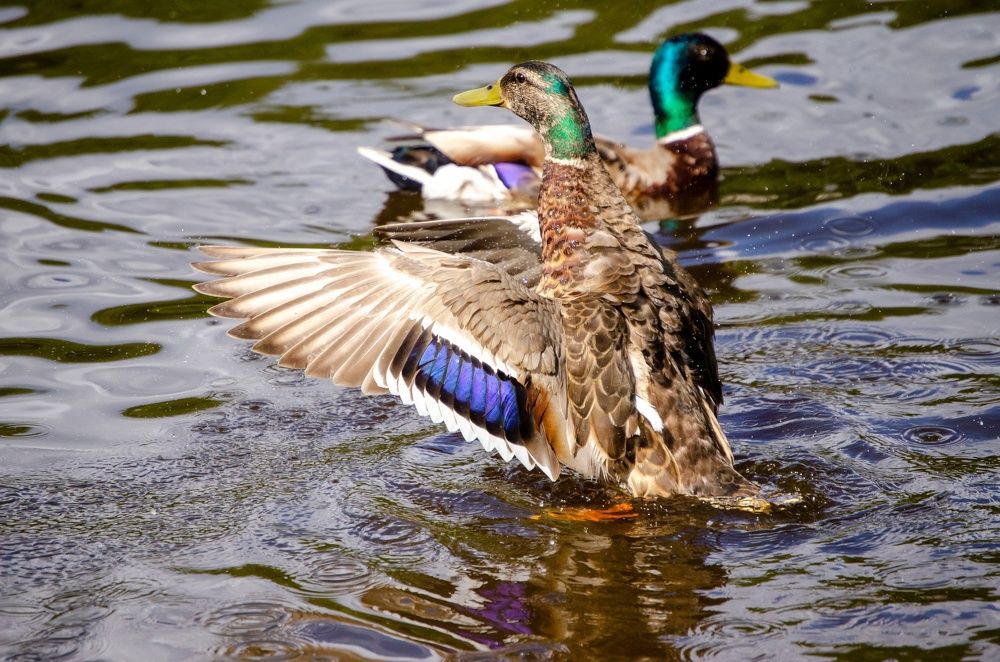 Photograph by Любовь Бусова