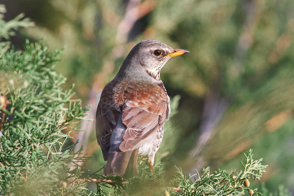 Photograph by Павел Сторчилов