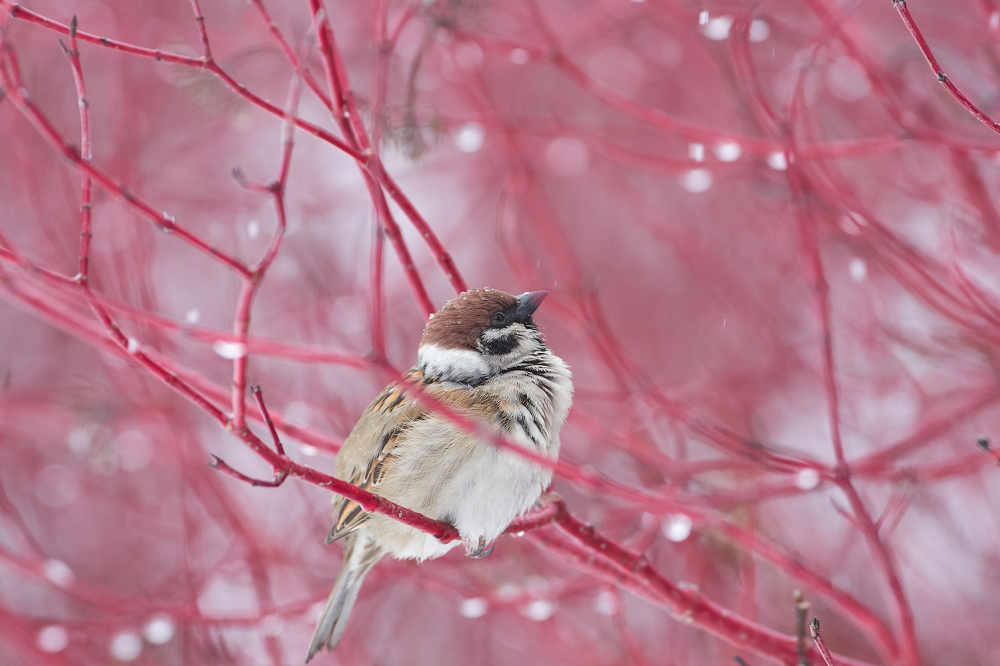Photograph by Павел Сторчилов