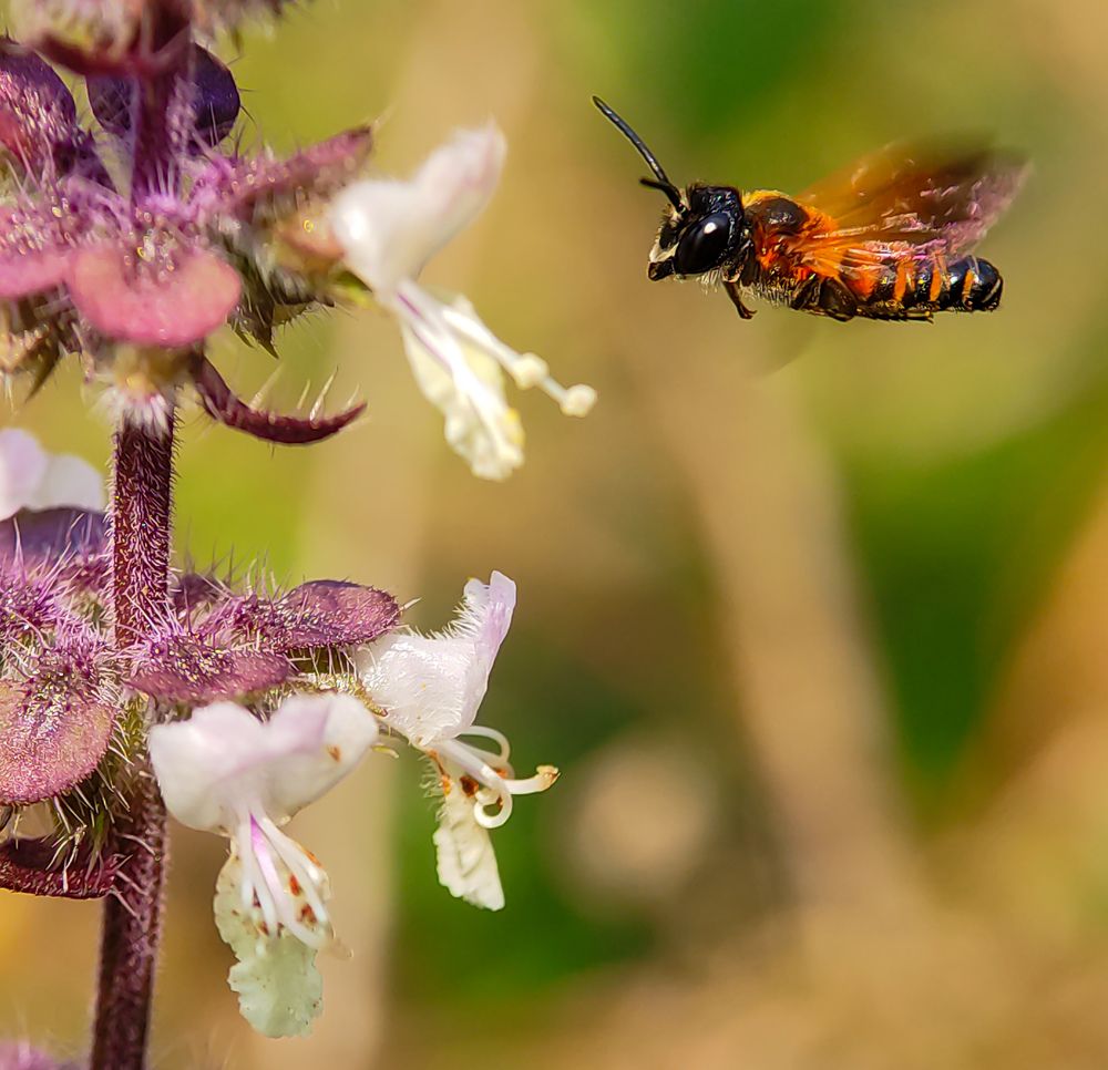 Photograph by Abir Hazra