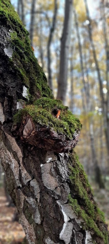 Photograph by Татьяна Мишкина