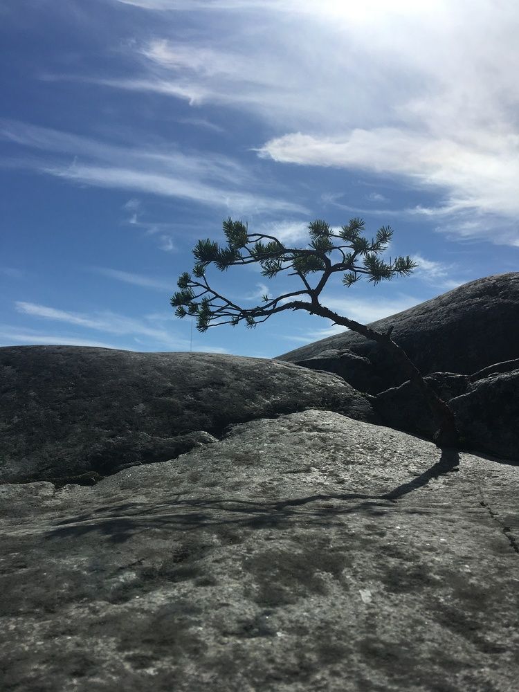 Всем ветрам назло