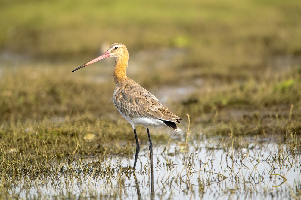 Photograph by Satish Nerlekar