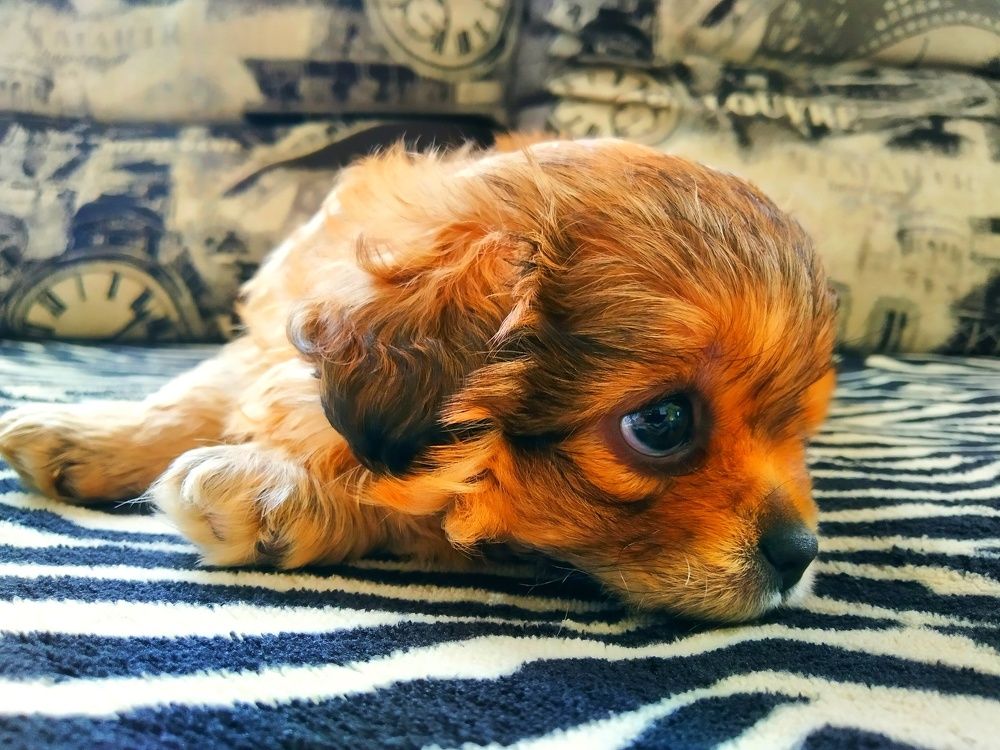 Photograph by Любовь Коровацкая