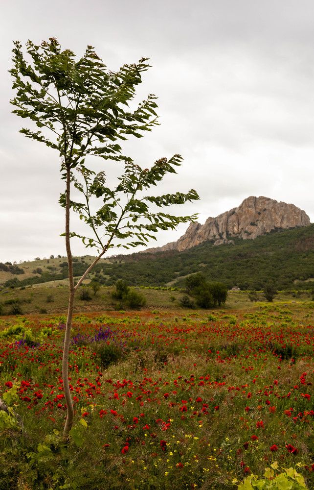 Фотография автора Yuliya Yuskova