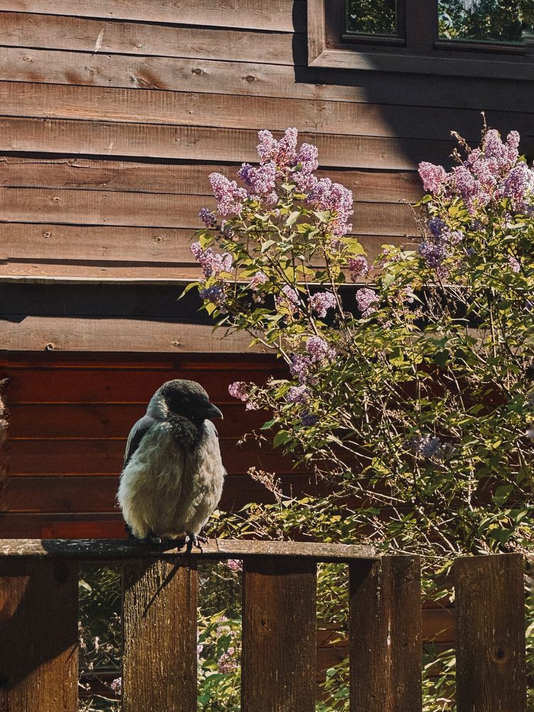 Photograph by Диана Бадеева