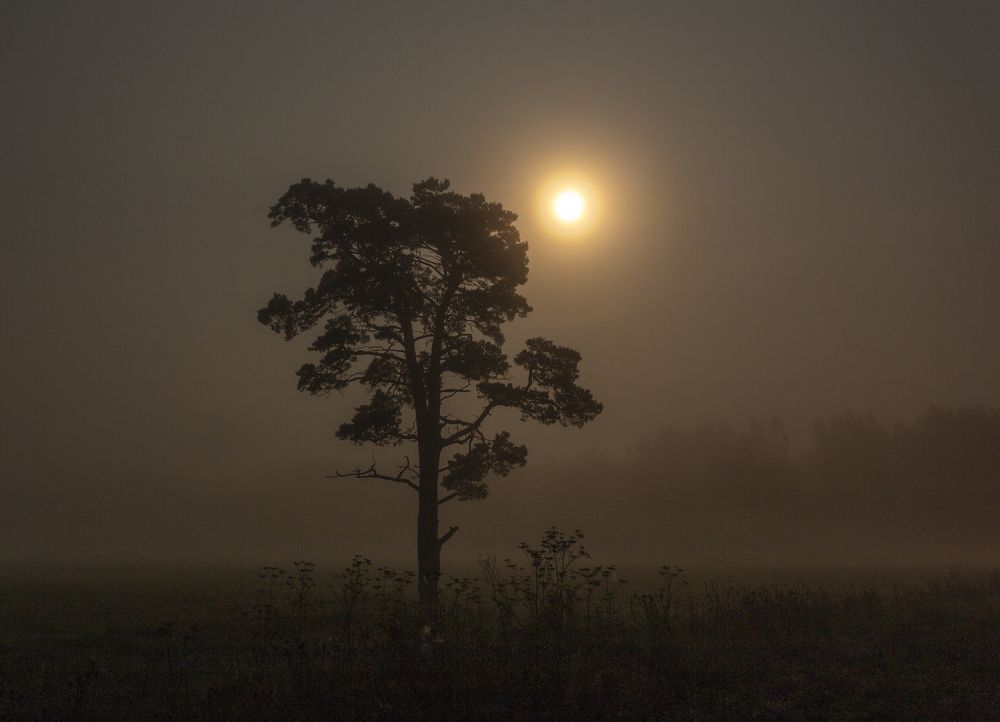 Фотография автора Логвинович Андрей