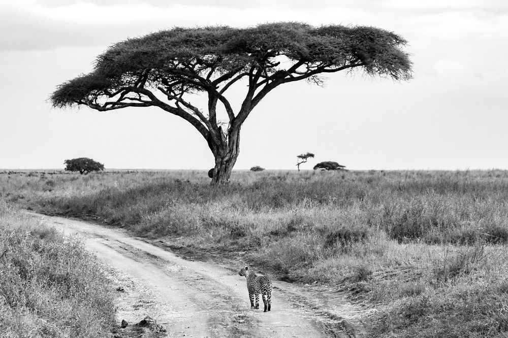 Photograph by Adrian Grigore