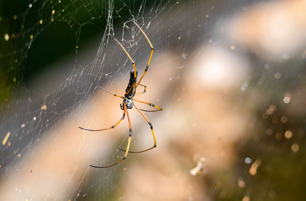 Photograph by Satish Nerlekar