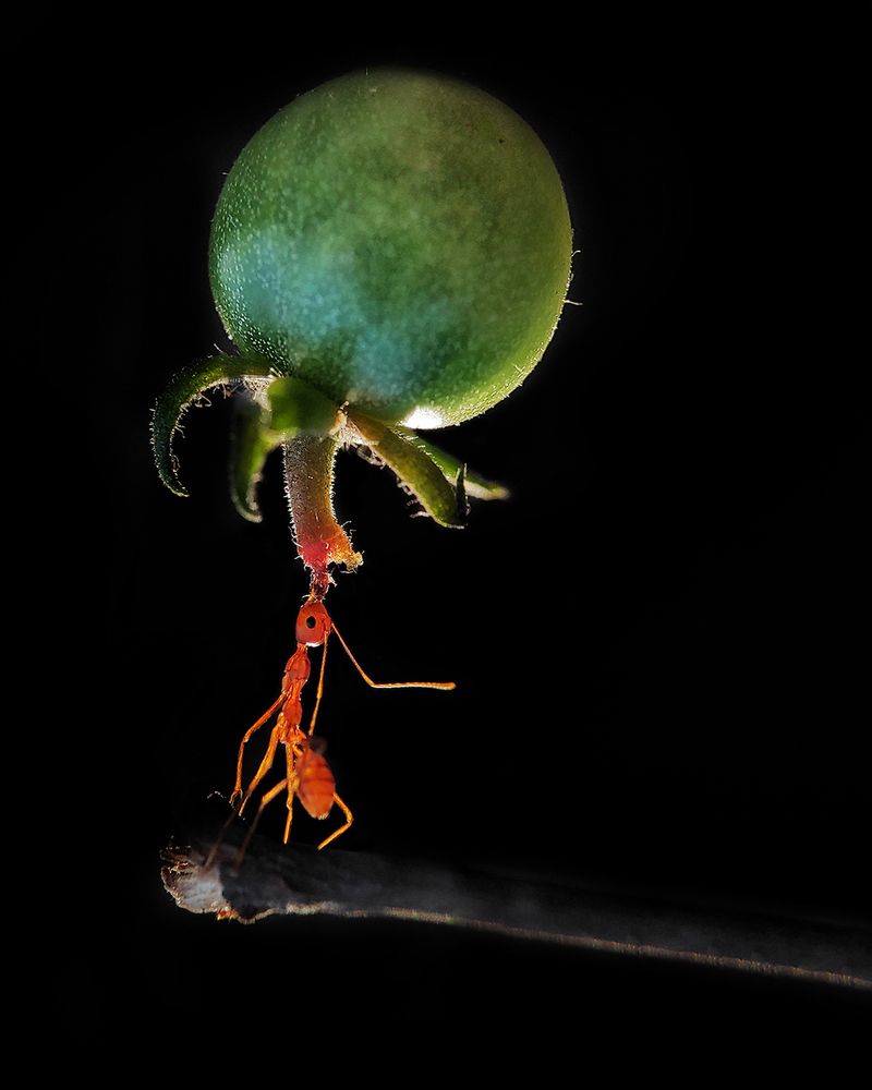 Heavy Weight Champion