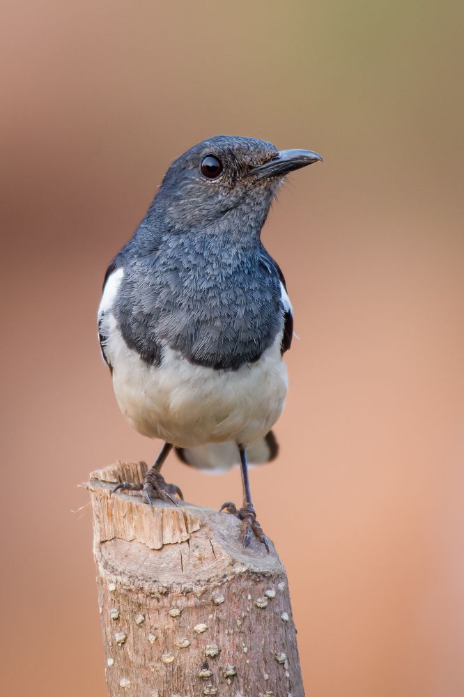 The Oriental magpie-robin (Copsychus saularis)