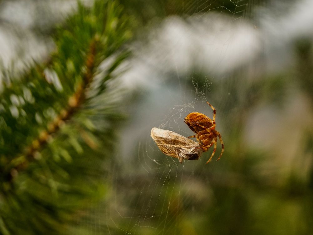 Photograph by Виктор Сёмушкин