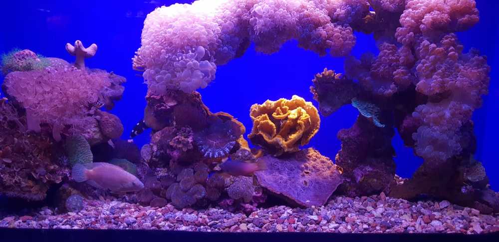 Эйлат подводное великолепие