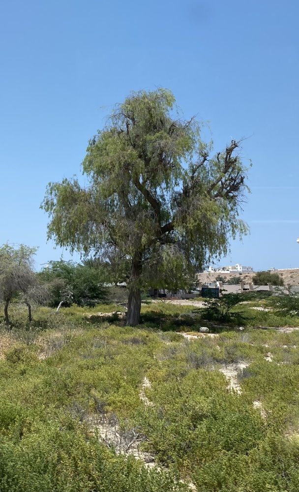 Photograph by Waleed Yousuf Alwahaibi