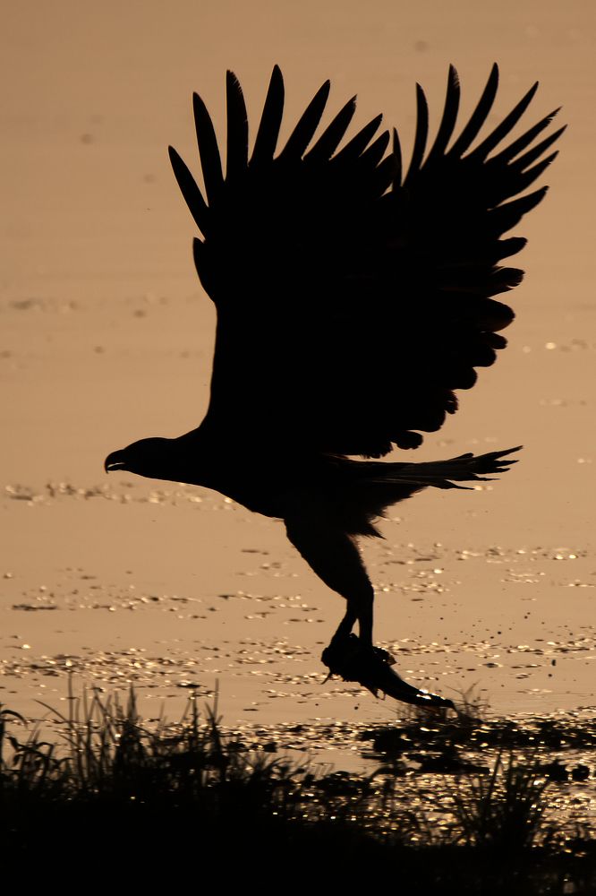 Photograph by Pinak Paul