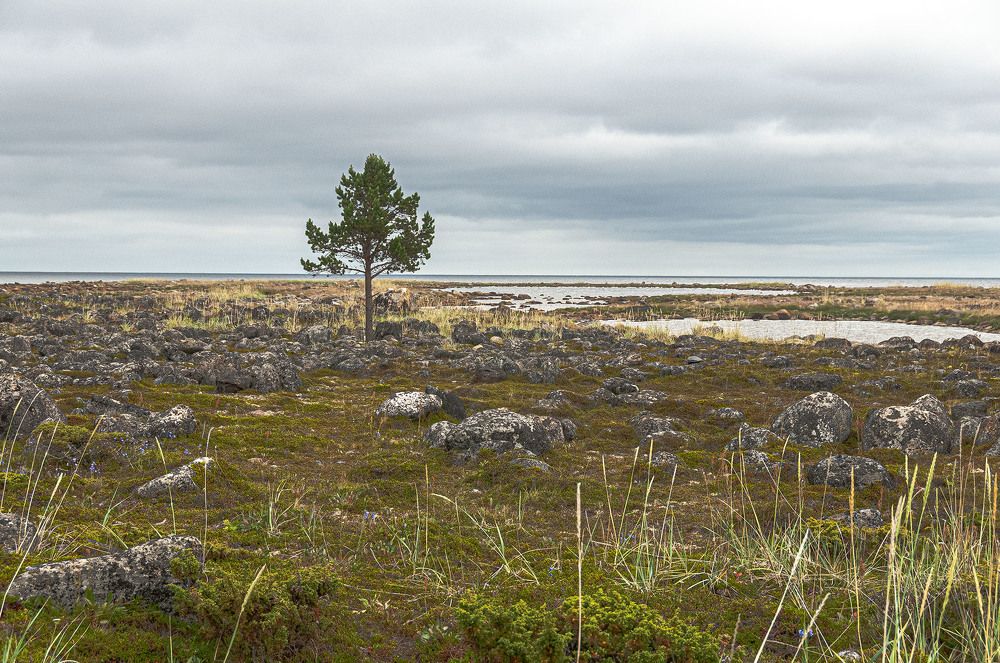 Photograph by Vladimir  Komarov