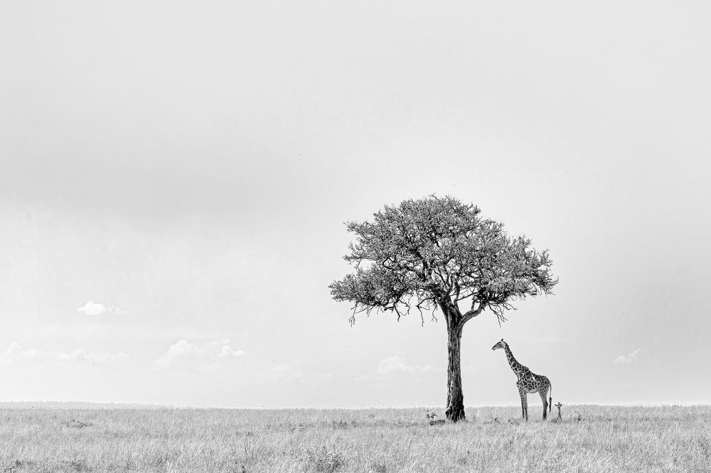 Photograph by ABDUL LATHEEF M