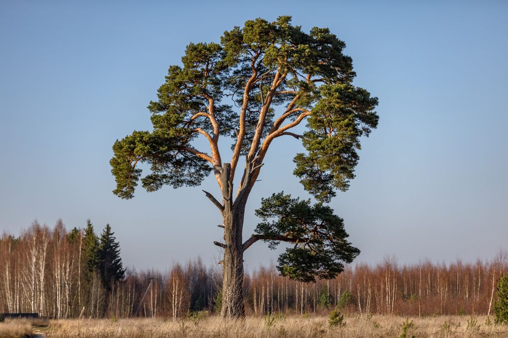 Photograph by Сергей Каретин